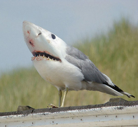 Pictures Birds on Without Words  A Bird With A Shark Head  Really Amazing    Photo