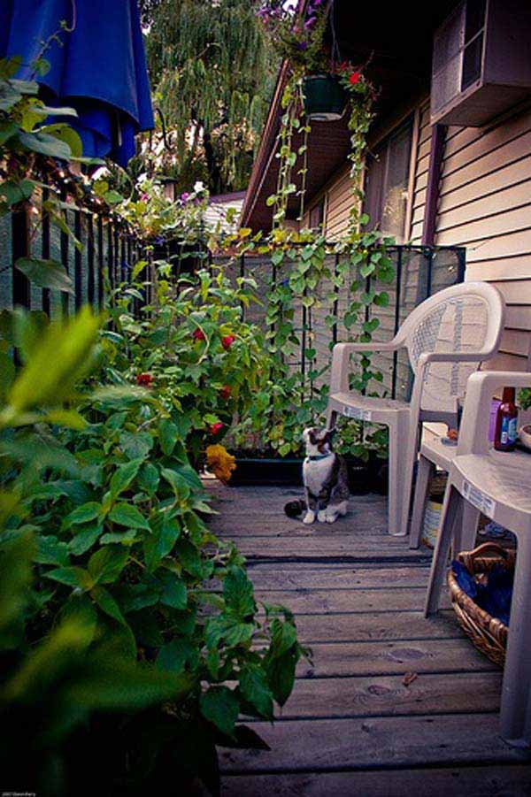 30 inspiring small balcony garden ideas Patio inspiration Privacy