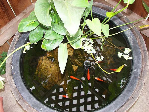 outdoor-fish-tank-pond-woohome-18