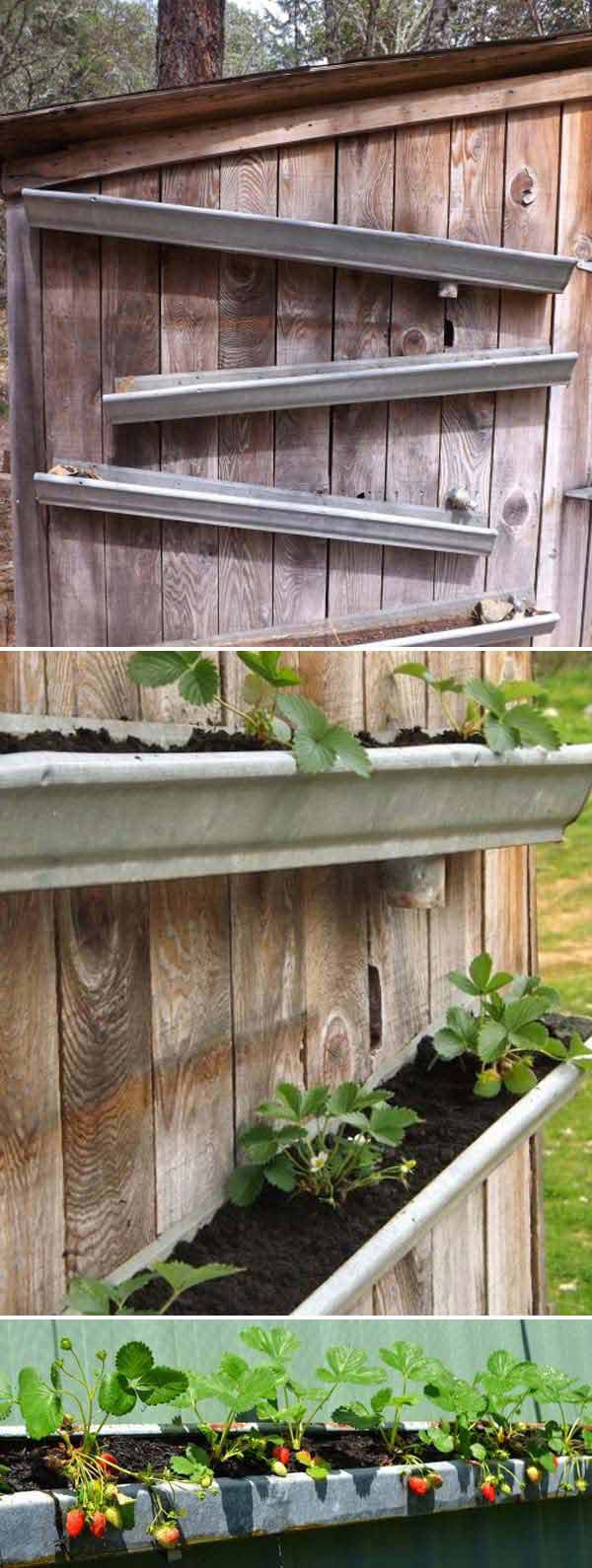Creative DIY Ideas for Growing Strawberries On Small 