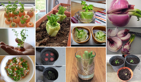 15 Vegetables Magically Regrow From Kitchen Scraps Amazing Diy Interior Home Design,Pet Fennec Fox Cage