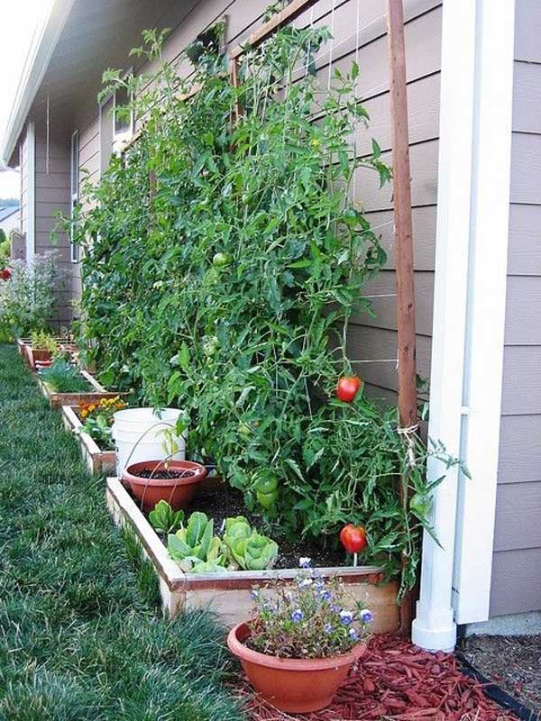 22 Ways for Growing a Successful Vegetable Garden - Amazing DIY