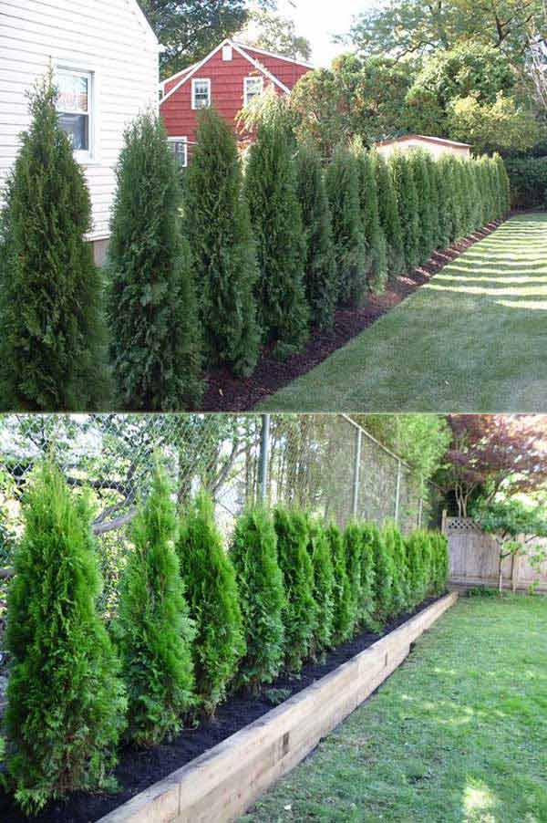 Add Privacy to Your Garden or Yard with Plants - Amazing ...