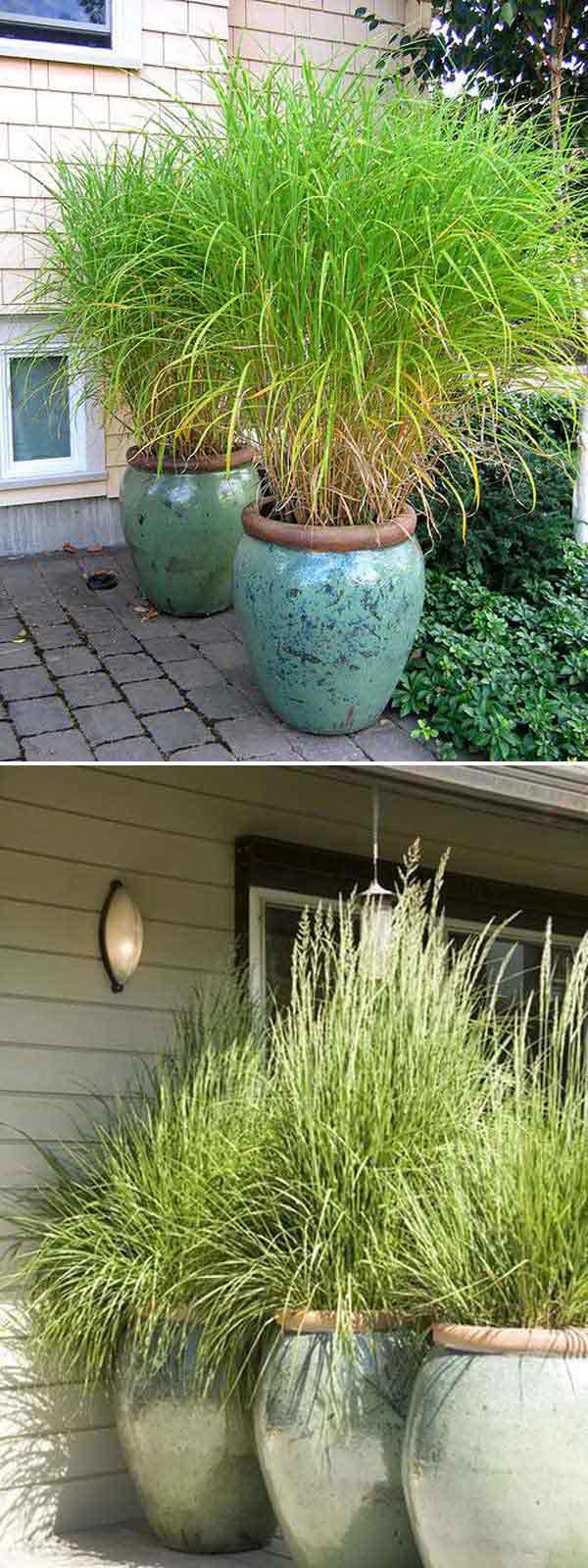 Add Privacy to Your Garden or Yard with Plants - Amazing ...