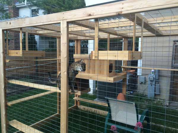 Awesome Outdoor Cats Walkway and House - Amazing DIY, Interior & Home