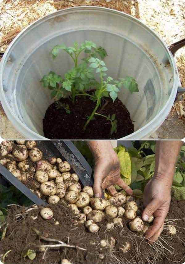 gardening-tips-woohome-5