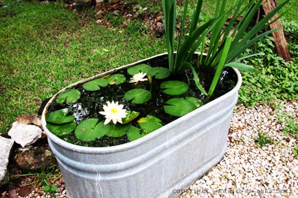 mini-pond-in-a-pot-woohome-12