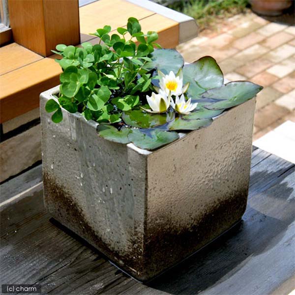 mini-pond-in-a-pot-woohome-15