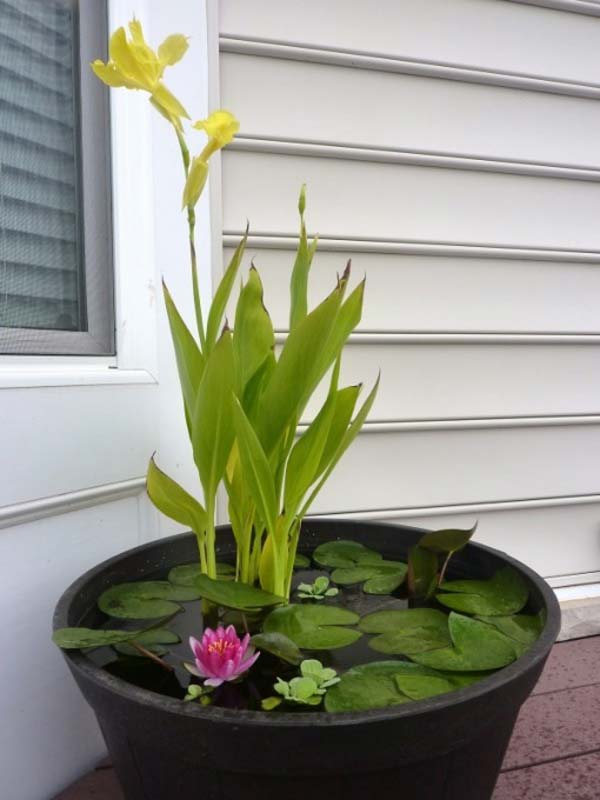 mini-pond-in-a-pot-woohome-3