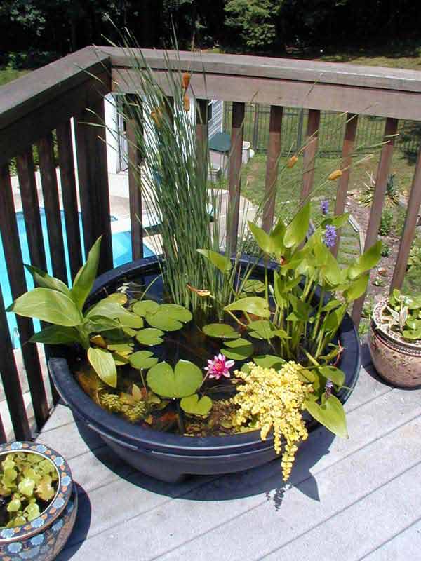 mini-pond-in-a-pot-woohome-6