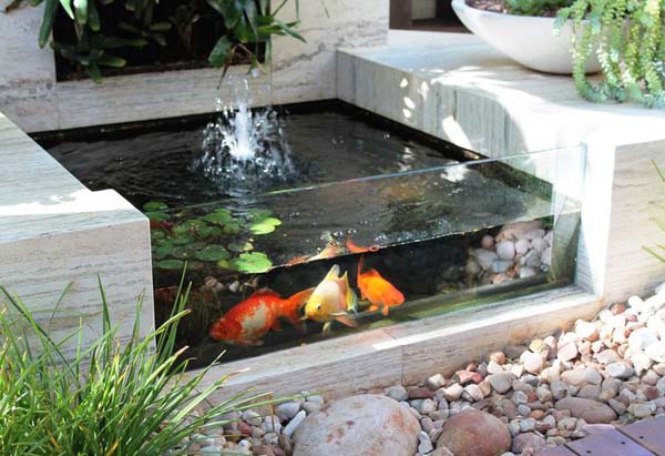 outdoor tropical fish pond