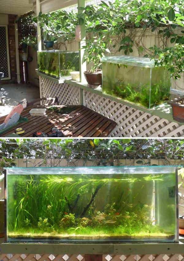 22 Small Garden or Backyard Aquarium Ideas