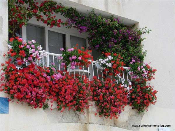 Spectacular-Balcony-Garden-Woohome-12