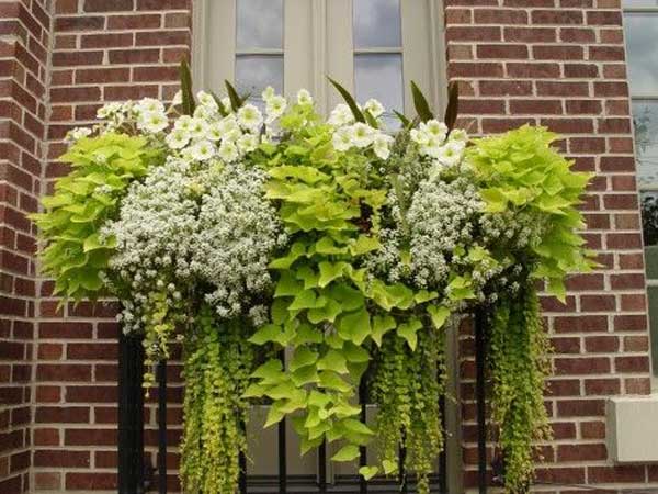 Spectacular-Balcony-Garden-Woohome-18