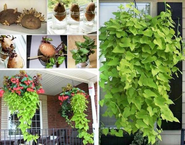 DIY-Sweet-Potato-Vine1