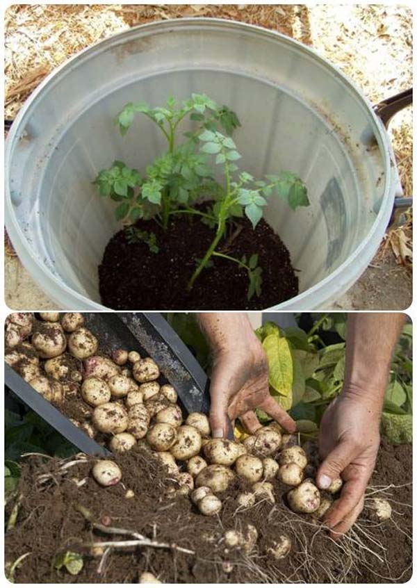 Grow-100-Pounds-of-Potatoes-In-a-Barrel