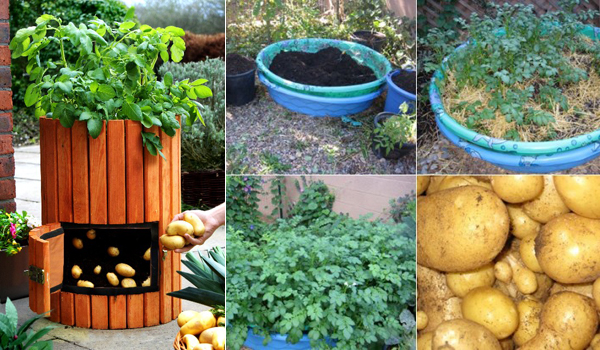 Clever Idea To Plant Potatoes In A Barrel Amazing Diy Interior Home Design