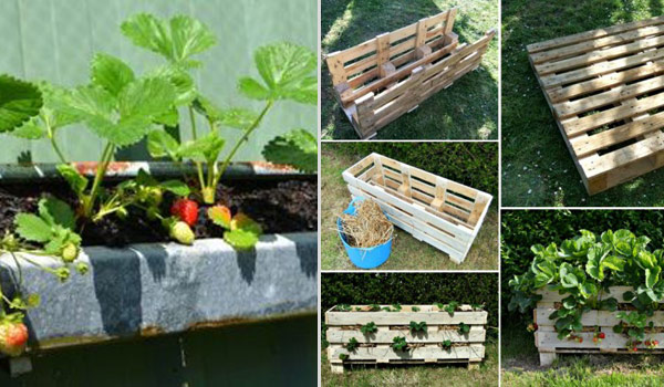 Creative DIY Ideas for Growing Strawberries On Small 