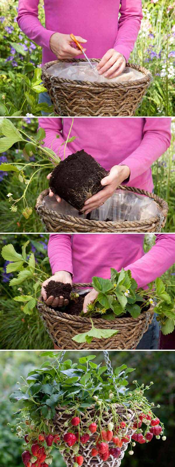 Growing_Strawberries_in_Baskets