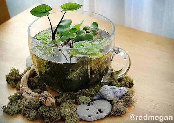 indoor-garden-projects-6