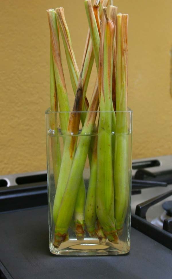 regrow-vegetable-kitchen-10