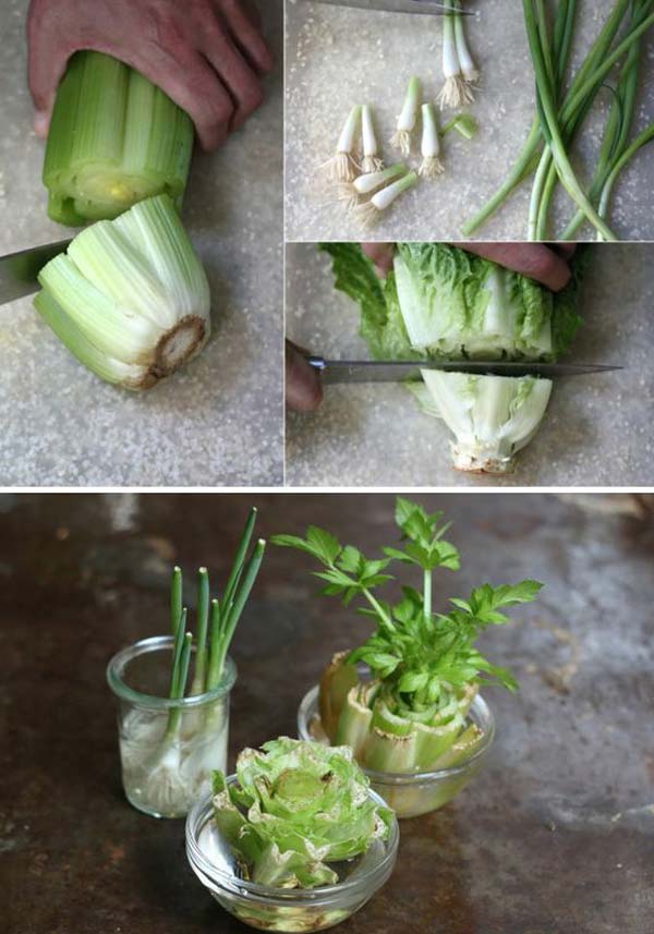 15 Vegetables Magically Regrow From Kitchen Scraps - Amazing DIY