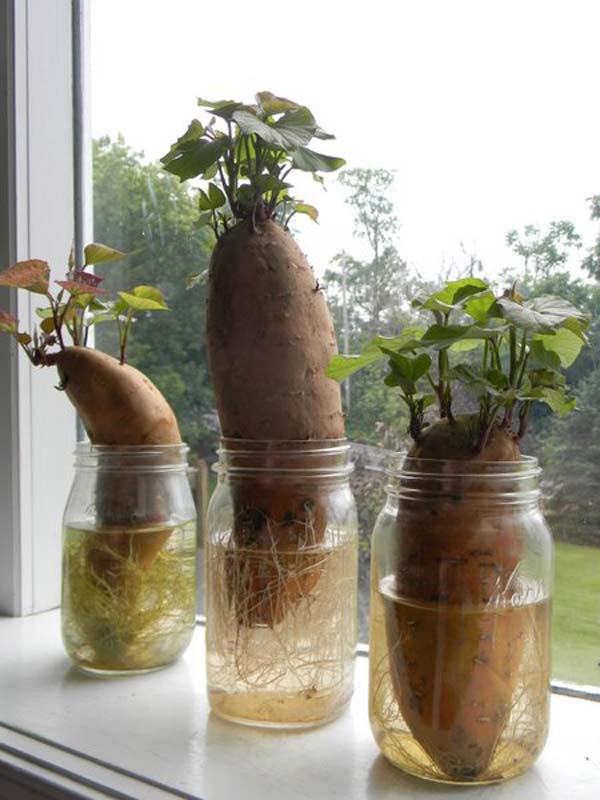 regrow-vegetable-kitchen-6