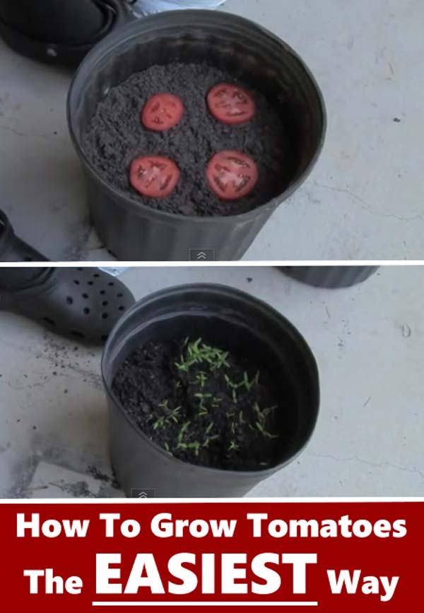 regrow-vegetable-kitchen-7