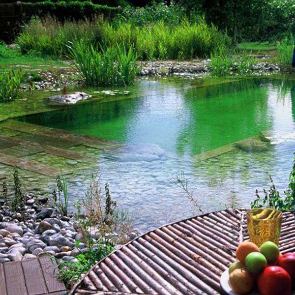 backyard-natural-swimming-pool-1