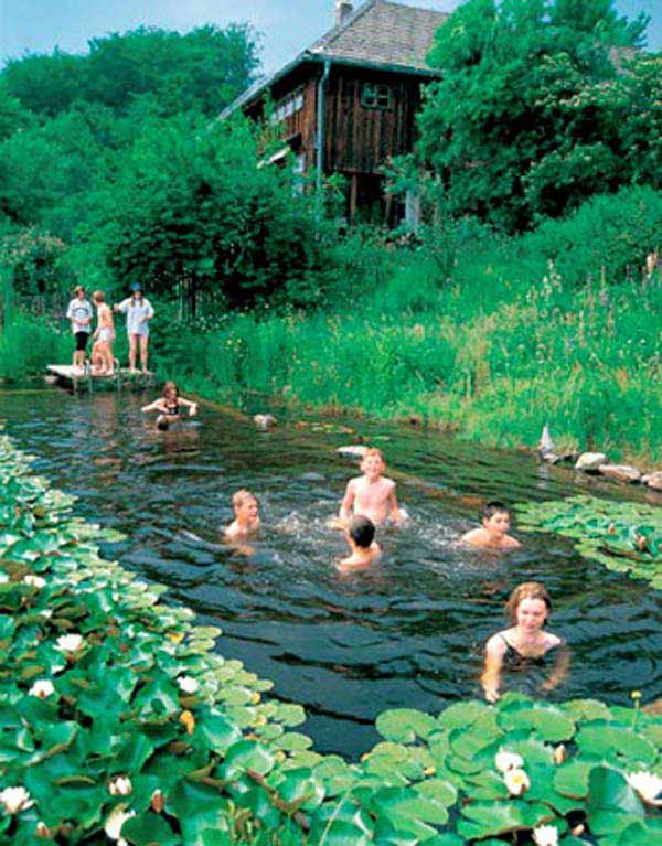 backyard-natural-swimming-pool-10