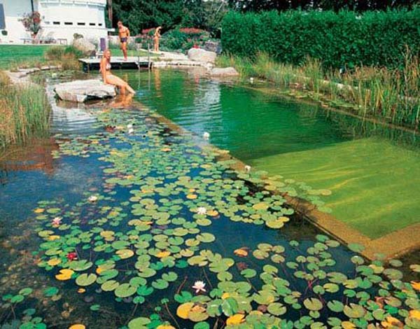 backyard-natural-swimming-pool-19