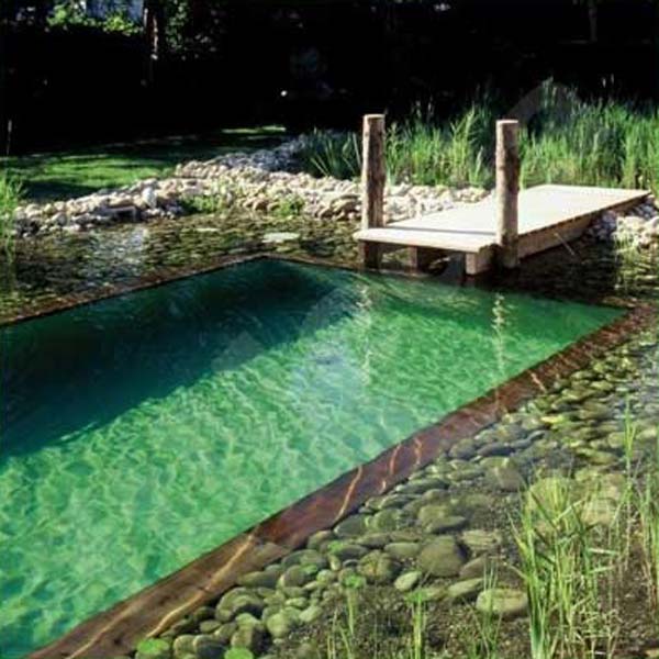 backyard-natural-swimming-pool-3