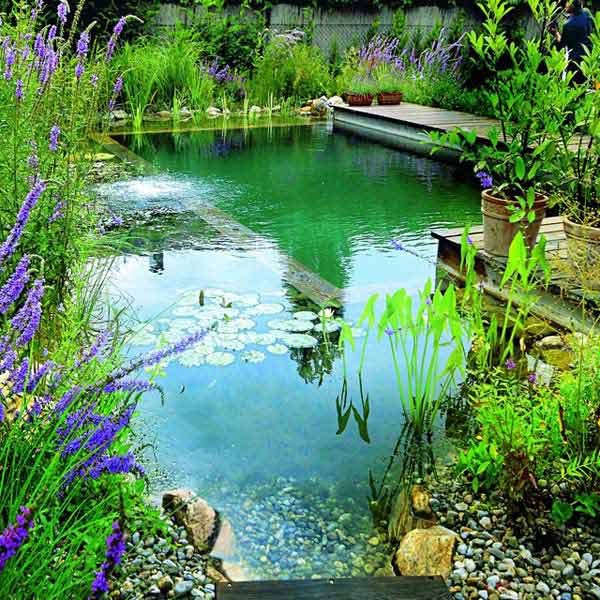 backyard-natural-swimming-pool-8