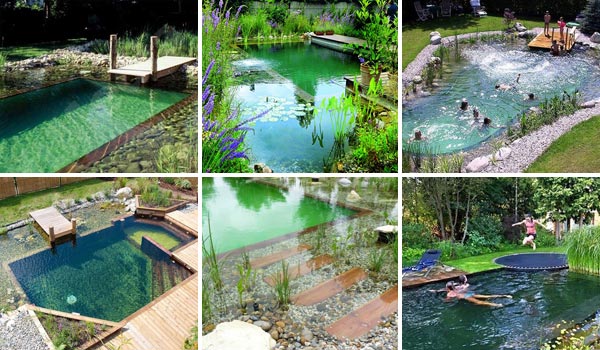 backyard-natural-swimming-pool