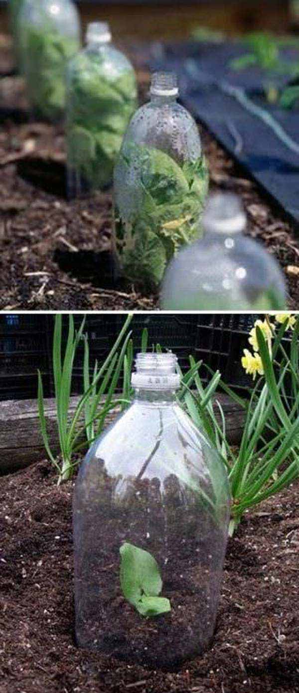 03-2-liter-soda-bottles-as-most-easy-greenhouse