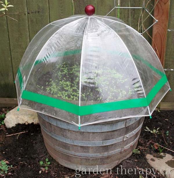 06-seed-starting-in-mini-greenhouses