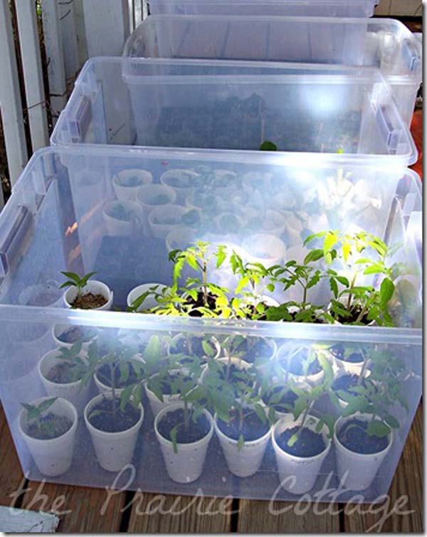 15-mini-greenhouses-out-of-plastic-storage-containers