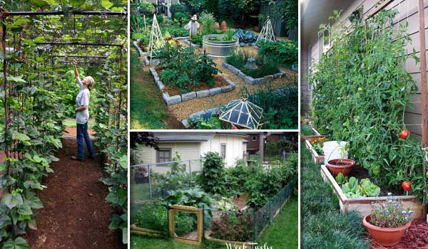 Growing A Successful Vegetable Garden