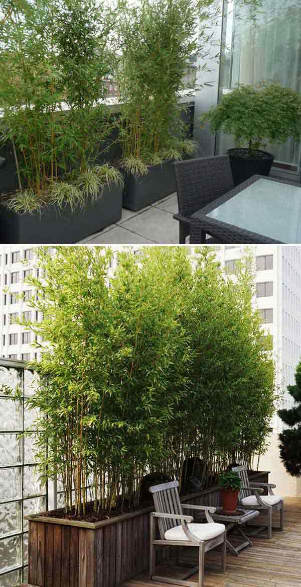 Add Privacy to Your Garden or Yard with Plants Amazing