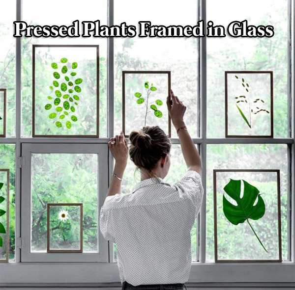 Pressed plants framed in glass