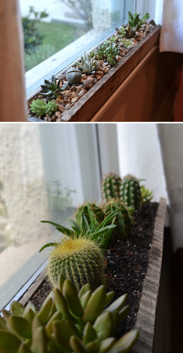 Windowsill succulent garden