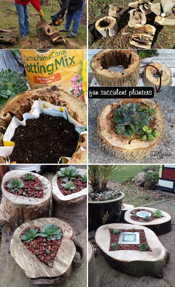 Succulent Planters Rotted Tree Trunk Pieces