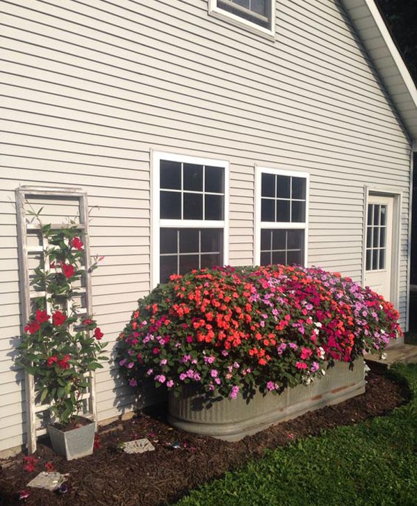 Losts of impatiens planted in a horse trough