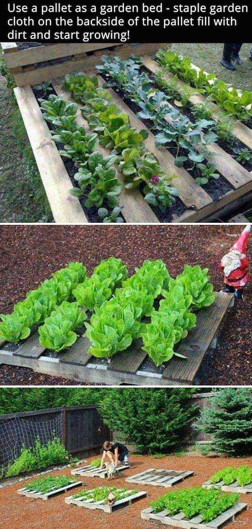 12 Ideas to Make a Small Vegetable Garden