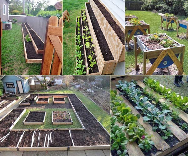 In a Small Backyard, How to Begin a Vegetable Garden