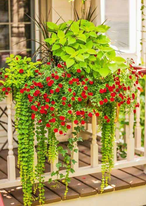 Top Notch Thin Railing Planter Types Of Flowers In Hanging Baskets ...