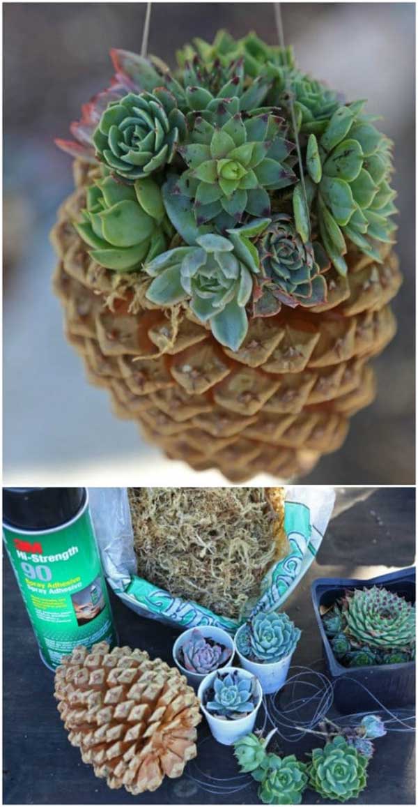 Pinecone Succulent Planters