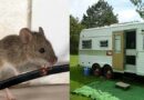 Simple Tips to Keep Your Camper Mouse-Free