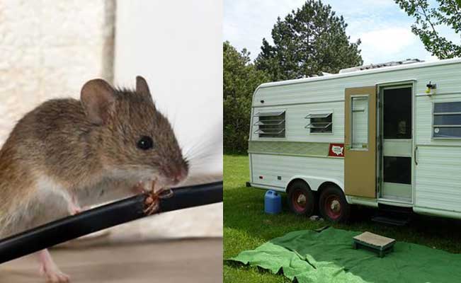 How to Keep Mice Out of Your Garage: 10+ Expert Tips