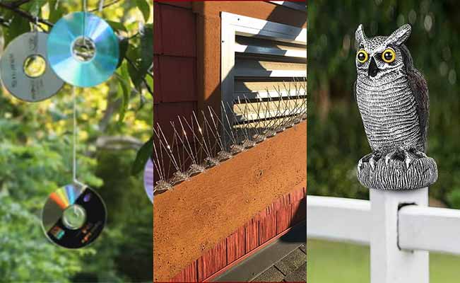 20 Ways to Keep Birds from Pooping on Decks, Patios, Balconies, and Pools